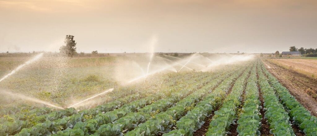 Field of lettuce being watered